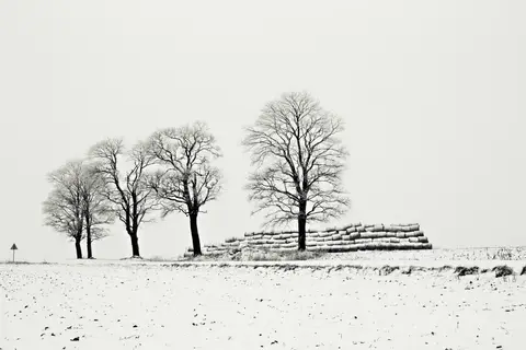 Zenonas Mockus