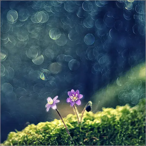 Fotografas Giedrius Šeibelis #fotošiauliai #fotoklubas