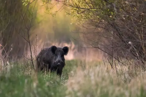 Foto-Šiauliai 2016 pavasaris. klubo narių darbai Mindaugo Macaičio fotogamta