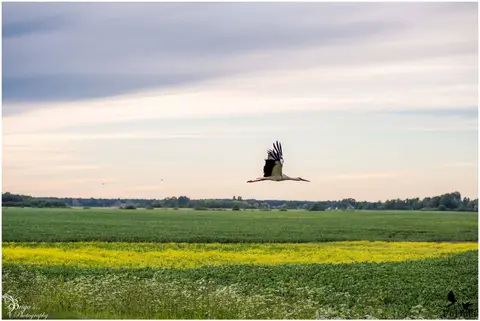Nuotrauka - Briga Fotografė