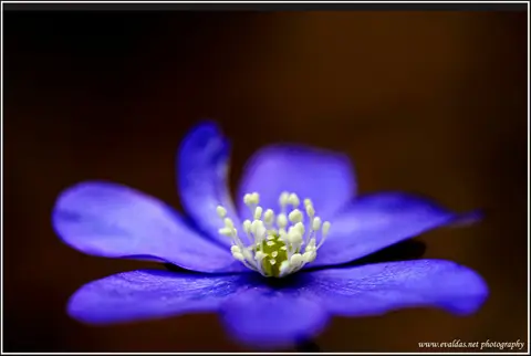 Copyright: www.evaldas.net