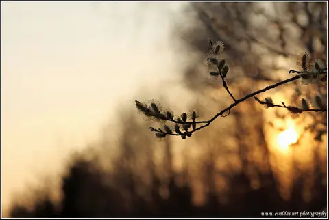 Copyright: www.evaldas.net