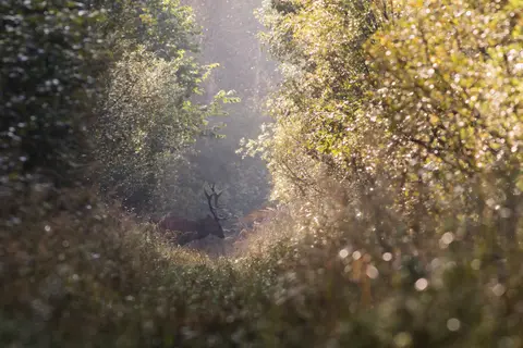 Fotografas - Mindaugas Macaitis