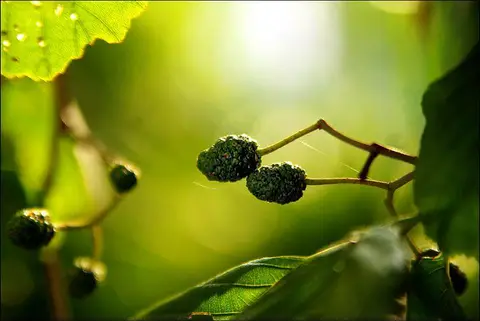 Foto: Jurate Gadliauskyte