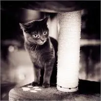 foto: Rinat Tarzumanov