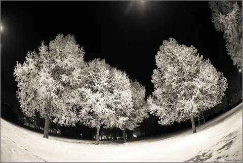 foto: Tomas Saparis