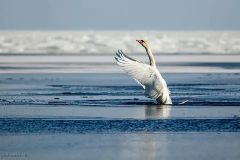 Foto: Fotografas Giedrius Šeibelis
