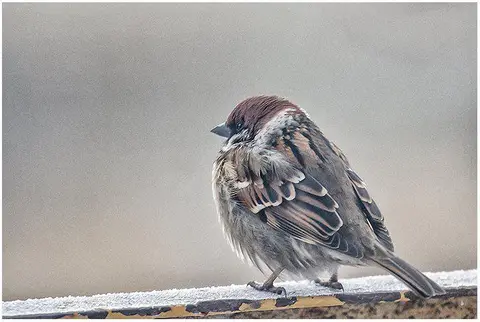 Foto: Giedrius Stugas