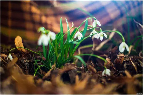 Foto: Andrius Mačiūnas