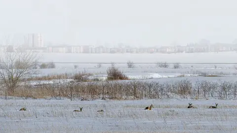 Foto: Algirdas Dumcius