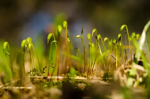 foto: Livijus Raubickas