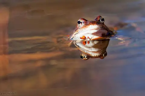 Foto: Fotografas Giedrius Šeibelis