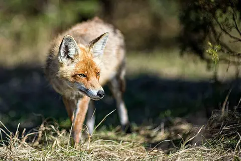 Foto: Algirdas Dumcius