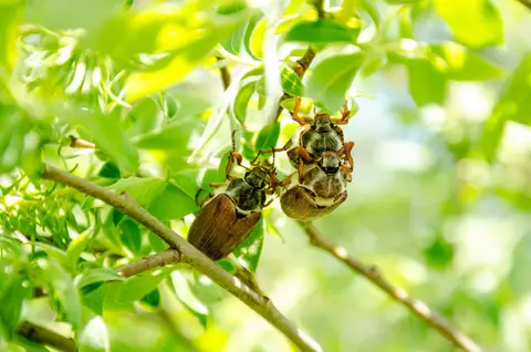 foto: Livijus Raubickas