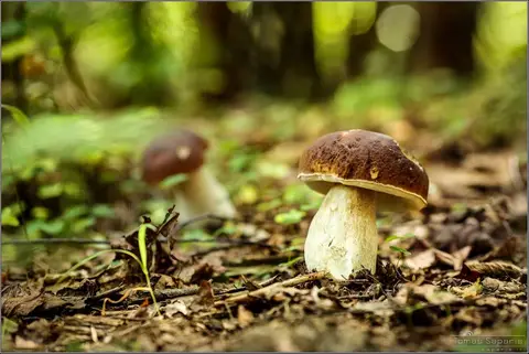 Foto: Tomas Saparis