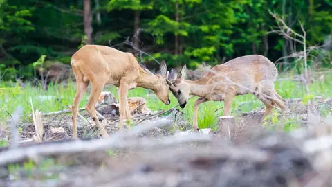 Foto: Algirdas Dumcius