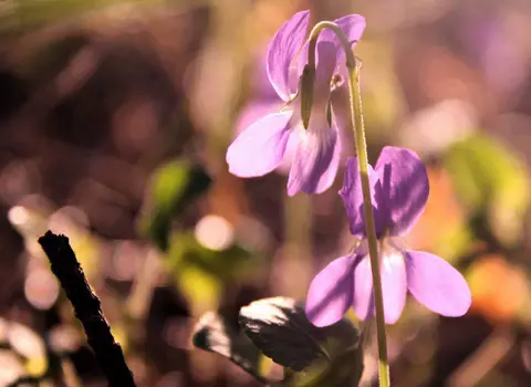 foto: Dovilė Tugaudytė