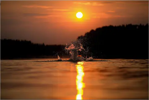 Copyright: Dalia Padaigiene